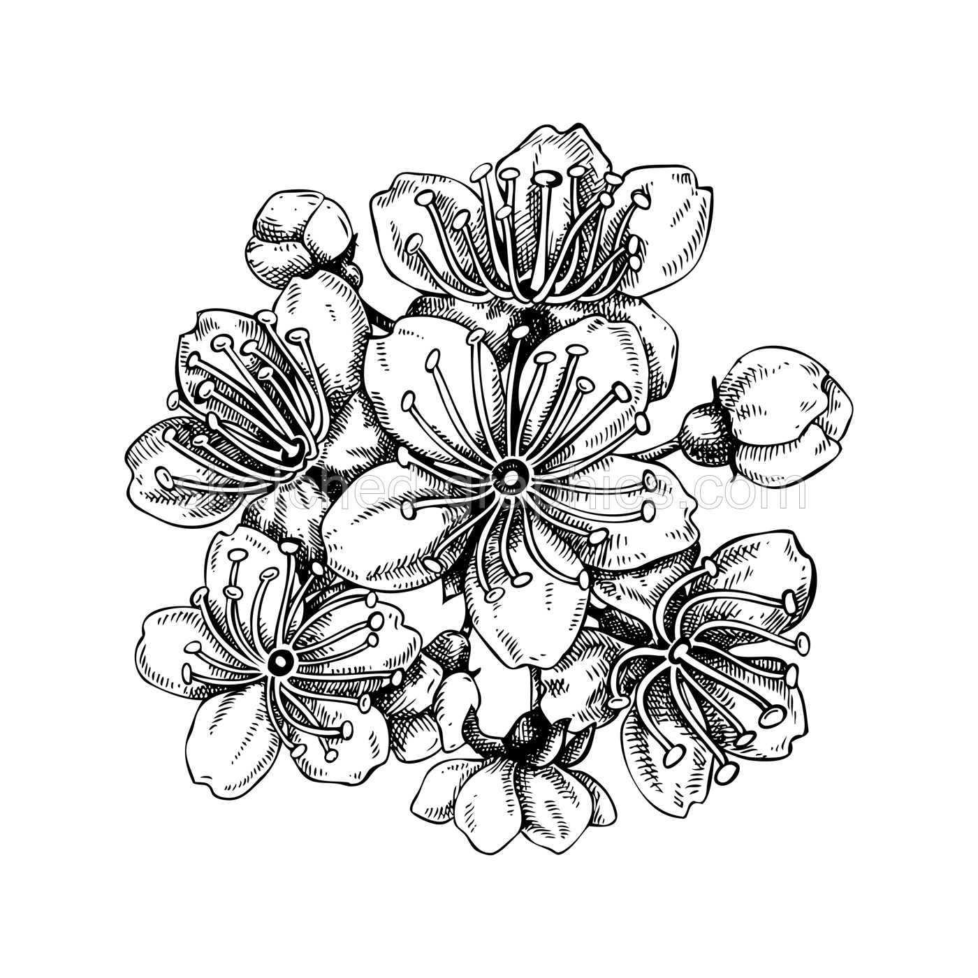 Sakura - cherry blossom sketch in engraved style. Blooming branch, spring flowers, vintage drawing. Hand-drawn vector illustration. Botanical design element. NOT AI generated Illustration